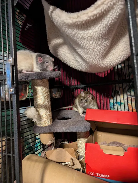 Domestic and wild rat side by side.