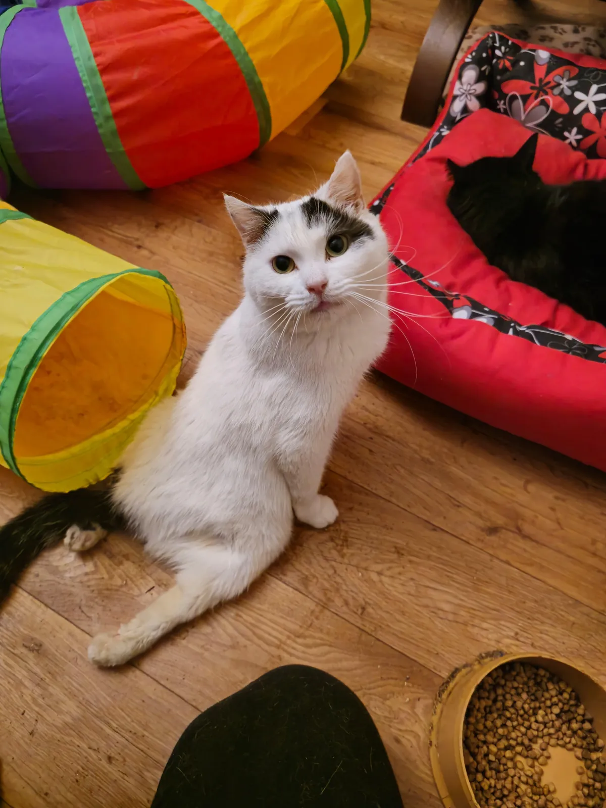 My Sundays are for volunteering at a cat hospice. I think I look forward to it even more than them