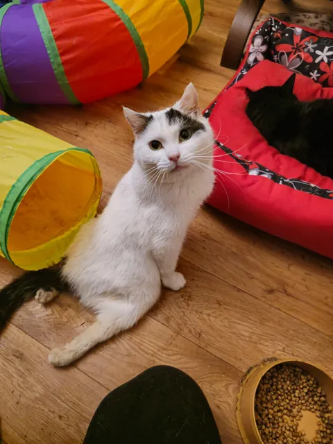 My Sundays are for volunteering at a cat hospice. I think I look forward to it even more than them