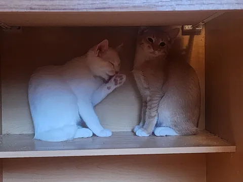 Adopted two new happy boiz! Meet Custard (White) and Sherma (Orange).