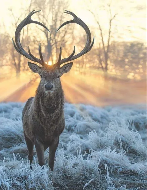 PsBattle: Stag in the morning frost