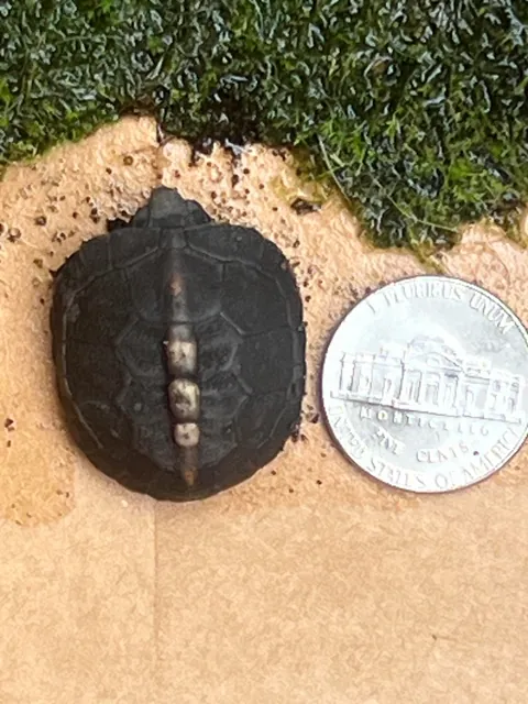 Update to Box Turtle nest hatch post from 2 weeks ago. All 5 eggs in the nest hatched!  Such amazing little creatures!