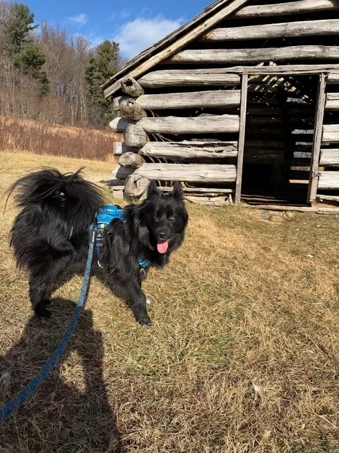 How it started -> How it’s going! Blessed to have found my best friend and adventure partner in a crowded rescue.