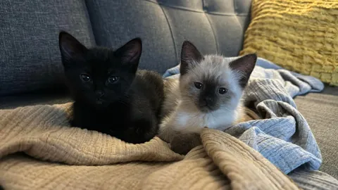 My husband spotted a box stuck under a truck driving through a parking lot in Burnaby, BC. He flagged the driver down and helped get the box unstuck. When he opened it, he found three tiny babies inside!
