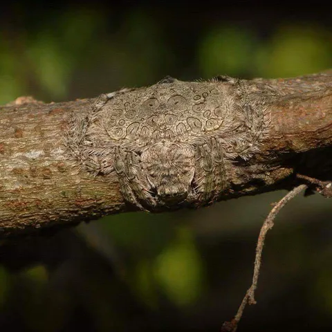 🔥 Known as the wrap-around spider, this spider can flatten and wrap its body around tree limbs as camouflage.