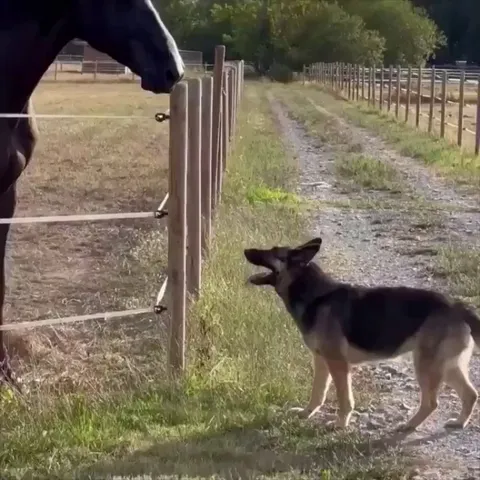 These best friends love to race each other