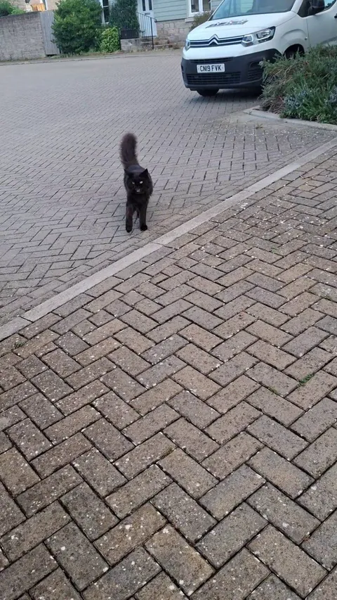 he always greets me when I come outside.