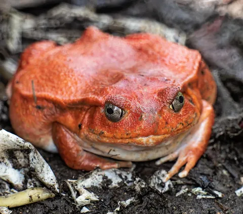Madagascar : a dying Eden.  It needs you.