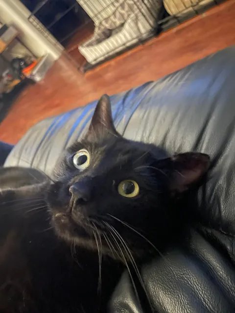 My cat died yesterday, so I wanted to share some of my favorite pictures of him