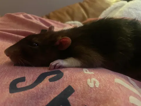 Rat sleeps with me in bed every night