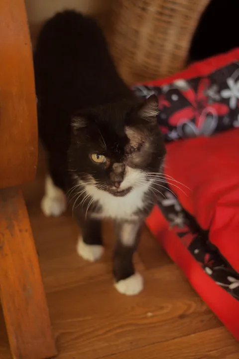 My perfect foster Dziadek passed away. He was so full of life despite the years as a neglected stray.