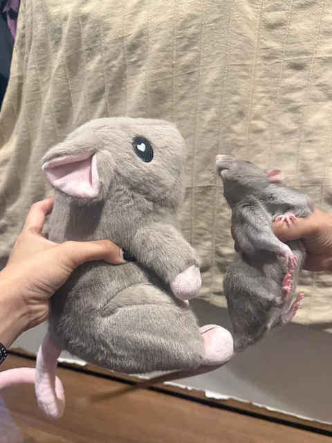 Remy isn’t very pleased (she is so ready to bite it)