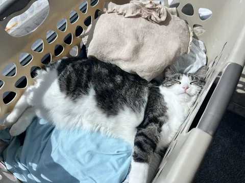 She thought my clean clothes needed some cat hair