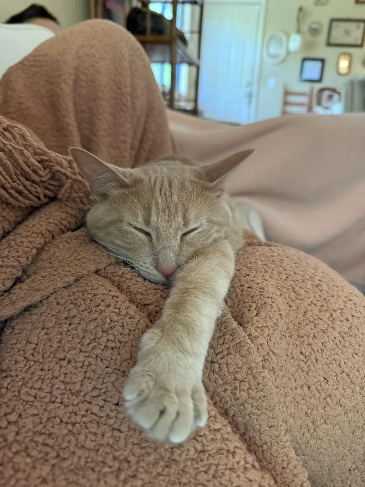 I almost killed my cat in the dryer and I don’t think I’ll ever be able to forgive myself