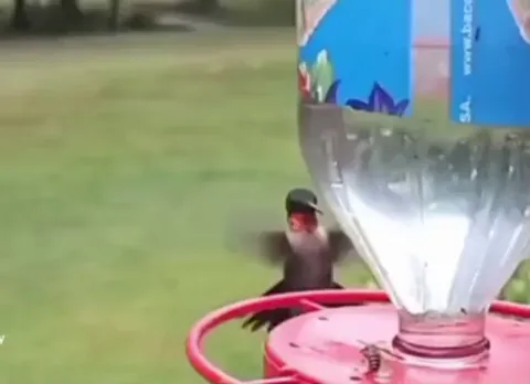 Hummingbird does a barrel roll to get a bee off it