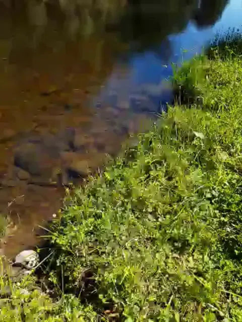 🔥 Platypus swimming in a creek
