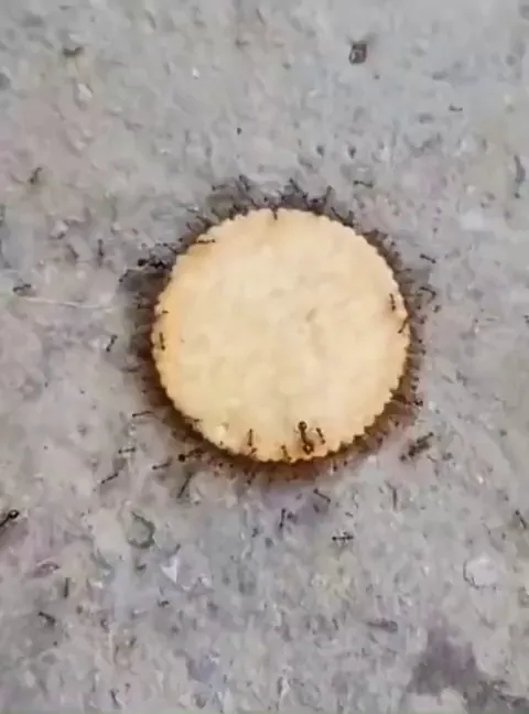 🔥 These ants taking the biscuit