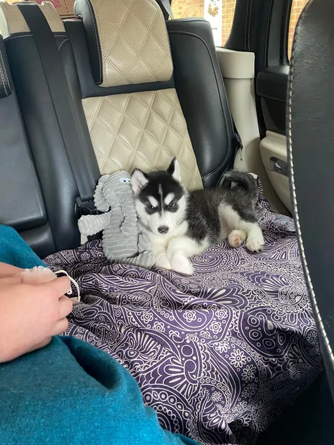 Today I took home my new best friend🥰