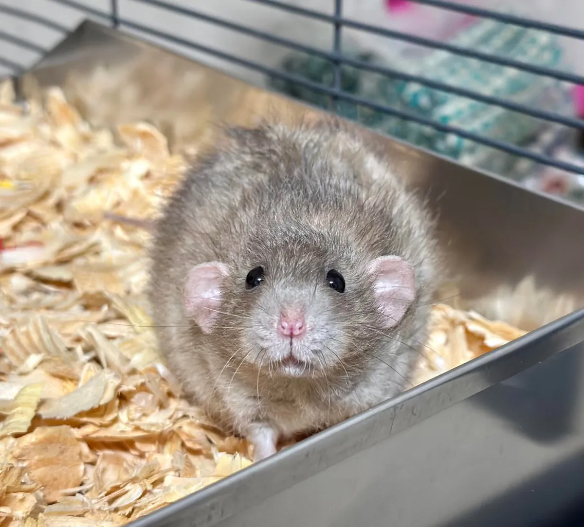 In Loving Memory of President Link 💔