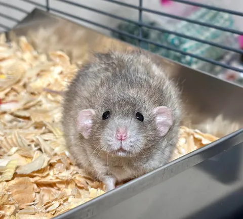 In Loving Memory of President Link 💔