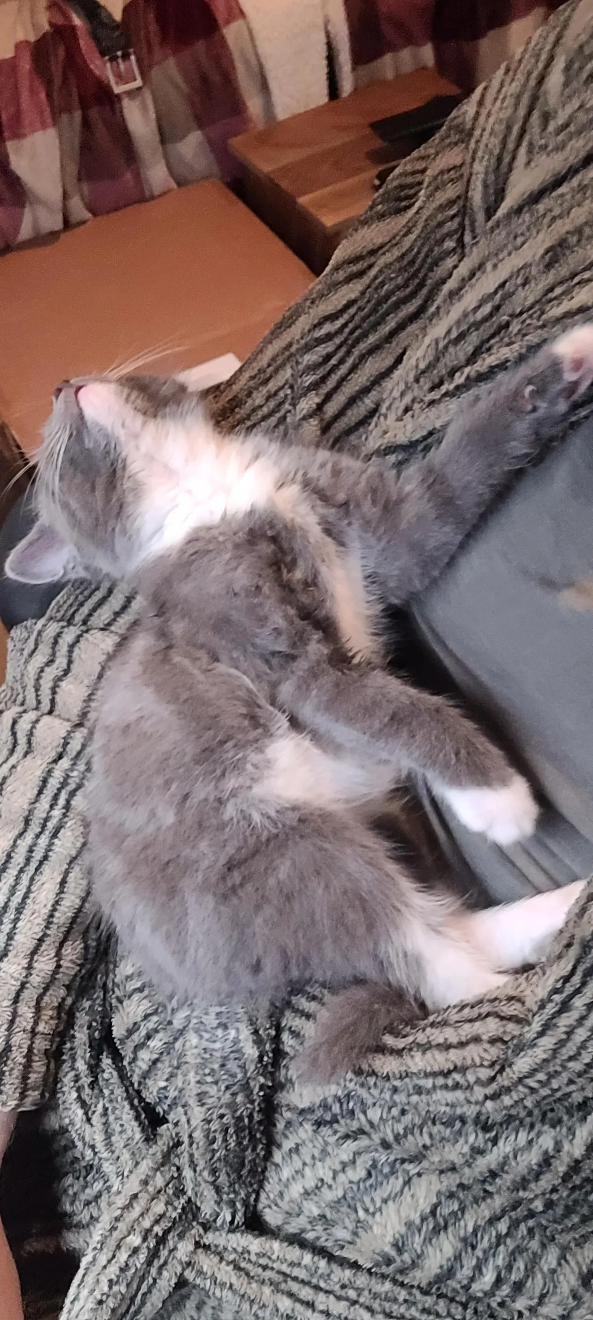 I recently became a cat dad. This is M'aiq the Liar and he has lit up my life.