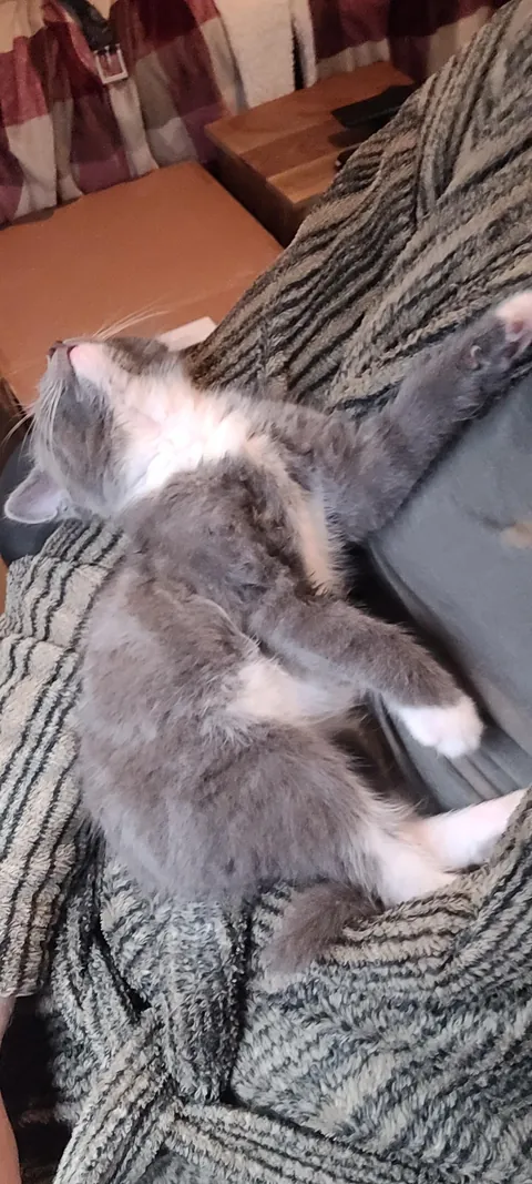 I recently became a cat dad. This is M'aiq the Liar and he has lit up my life.