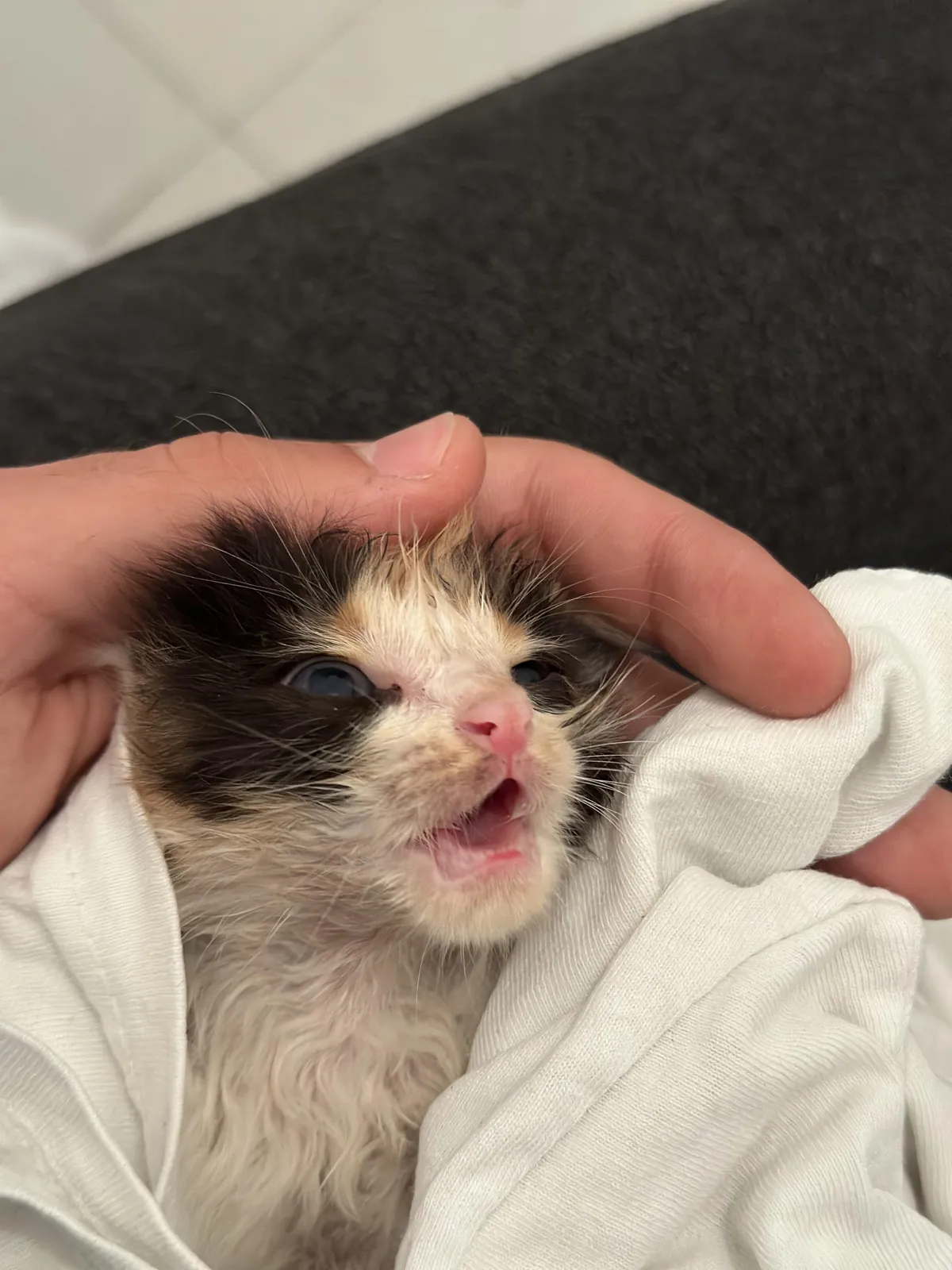 Just found this little guy in my garden.