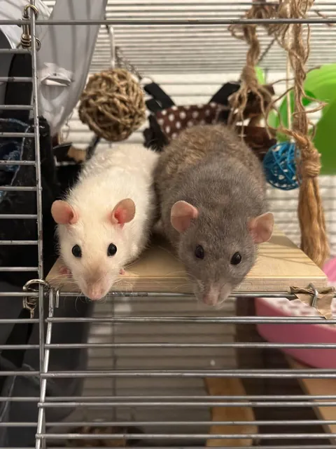 It's Myshka and Shusha. And my girlfriend painted their portrait