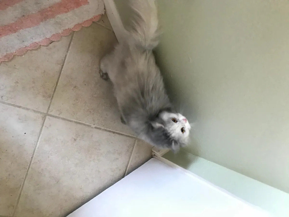 My all white cat thought the chimney was a fun place to go