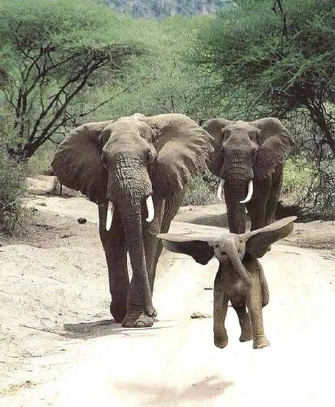 PsBattle: This happy baby elephant
