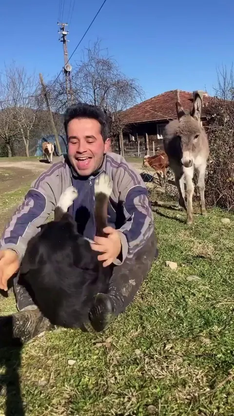 Cows are waiting for their turn