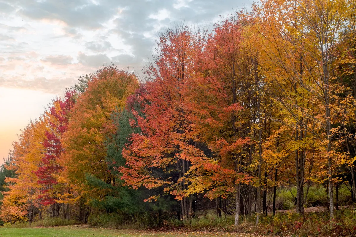 Array of Fall Trees at Dusk, Gilboa, New York [OC] [2000x1333]
