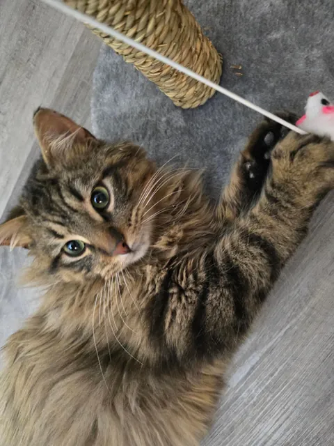 Boyfriend and I finally got our first cat after moving in together. Meet our son, Tobi.