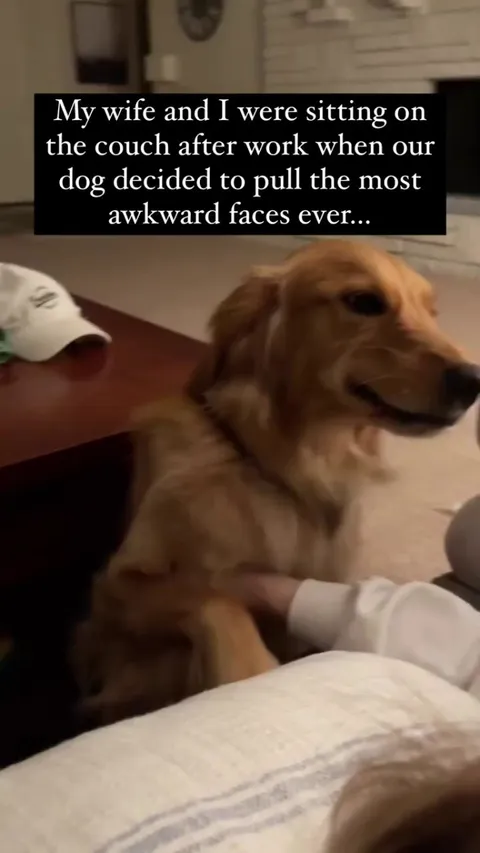 Protect this dog at all costs 🐶 -- Rosslaughs