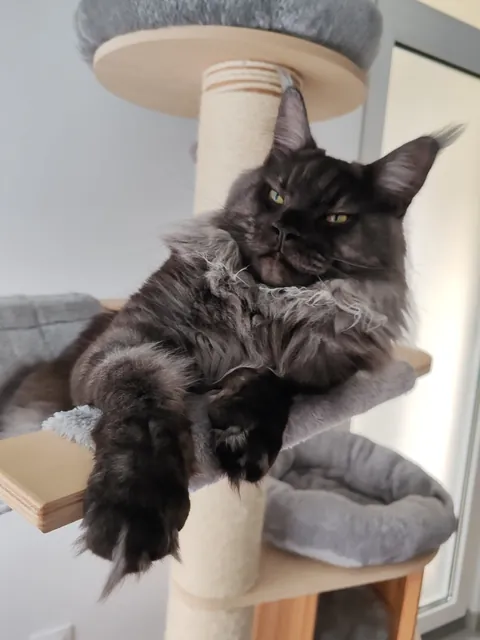 Théoden turned 1 year old.