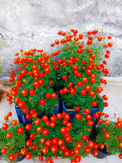 French marigold Scarlet Red