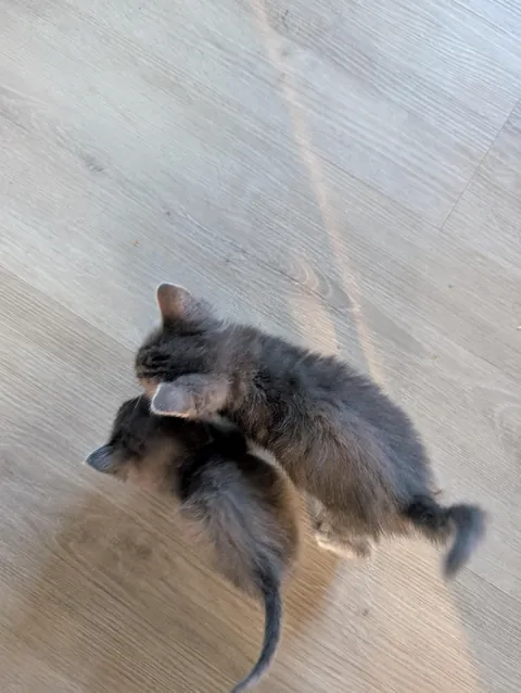 These 2 kittens are litter mates. One is a runt and the other is whatever the opposite of runt is