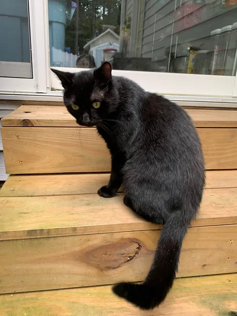 This guy. This f***ing guy.  I’ve been trying for weeks to capture and de-nut him. He is the Jean Valjean to my Javert. The Moby Dick to my Ahab. The Phantom to my Clouseau.