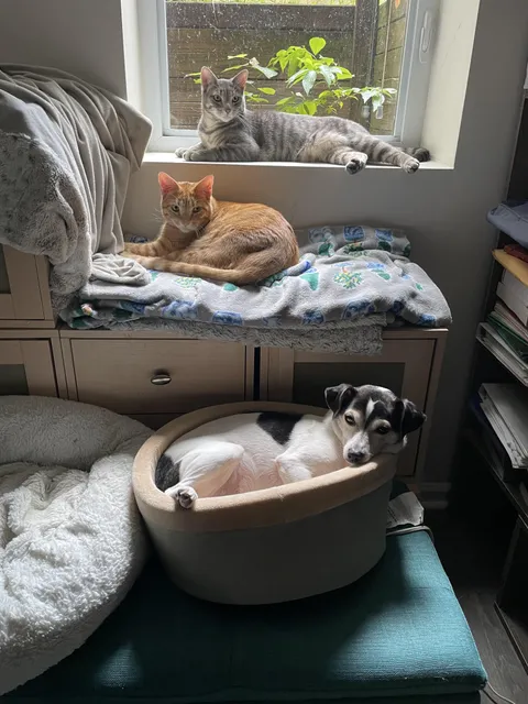The view from my husband’s desk when he works from home: Reillly at the top, then Jonesy, then Milo in his heated bed. They’re good company.