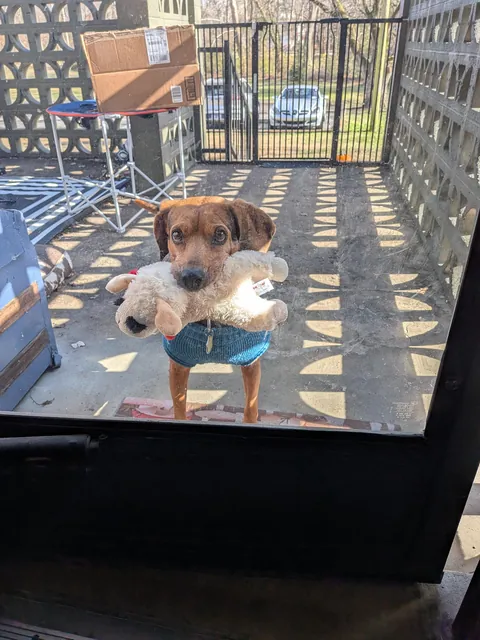 A boy and his lamb chop