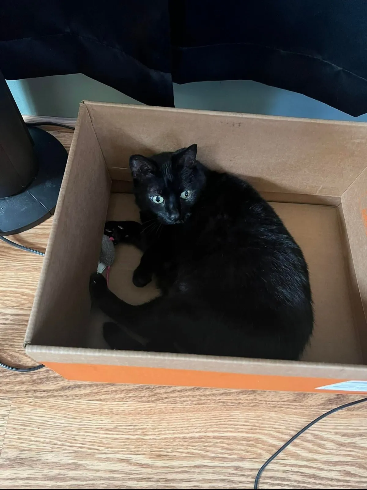 My soon to be 16 yr old girl. She’s been my best friend my entire life❤️ born a month before me, she’s been by my side through it all. Thought I’d share my girl with you all