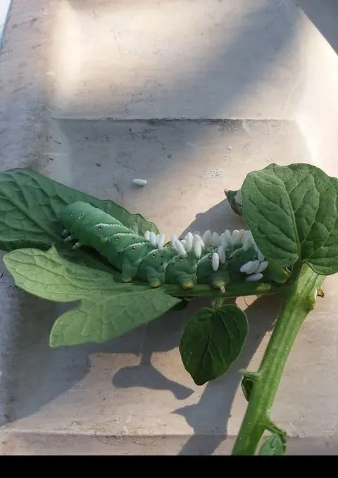 Tomato hornworm turned wasp nursery… I did not expect this twist.