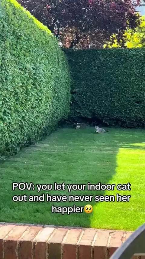 A kitty a day, keeps the doctor away