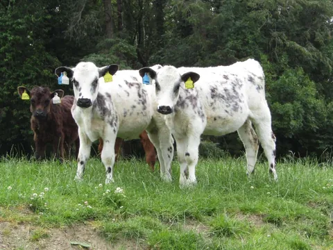 Custard and Cream. They have the same dad, the same birthday, and are besties. I don’t think they’ve ever been apart.
