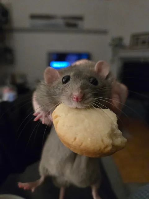 Jimily Stole another cookie!!!