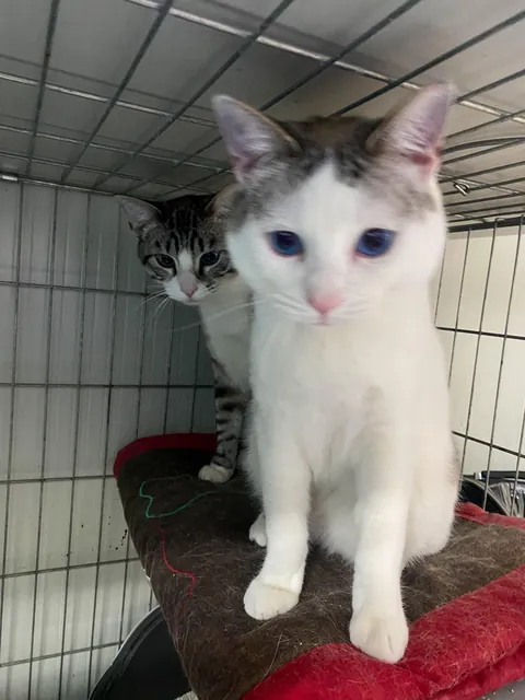 This is your reminder to please ADOPT don’t SHOP ^-^