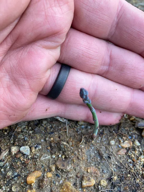 I’m going to be eating asparagus for free in two to five years!