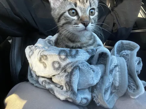 my 9 week old kitten &lt;3