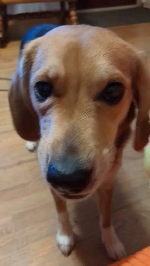 This was much more satisfying than actually eating the apple