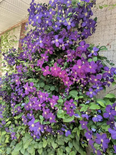 Beautiful wall of Clematis